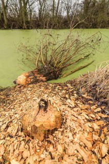 NSG Südliche Leineaue, Laatzen, trees felled by beaver (Castor fiber)