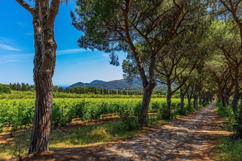Pine avenue on the road from Porto Azzurro to Portoferraio, Elba Island, Tuscan Archipelago
