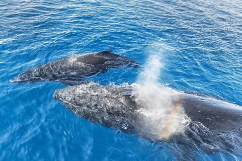 A Humpback Whales family surfacing and exhaling, Hervey Bay, Queensland, Australia, Oceania
