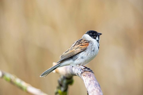 Reed bunting (Emberiza schoeniclus) ml Germany