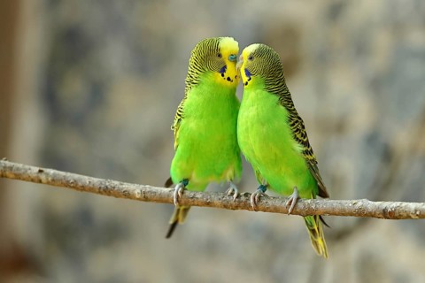 Budgerigar (Melopsittacus undulatus), adult, natural colours, pair on a branch, social behaviour,