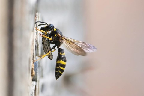 Large stem wasp (Symmorphus murarius) with a preyed leaf beetle larva (Chrysomelidae) in front of