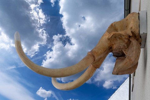 Mammoth skull on a house, Gößweinstein, Upper Franconia, Bavaria, Germany, Europe