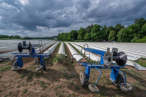 Foil lifter in front of an asparagus field covered with foil, Eckental, Middle Franconia, Bavaria,