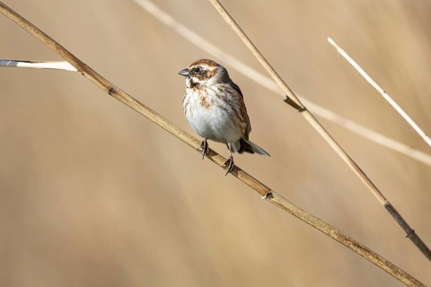 Reed bunting (Emberiza schoeniclus) wbl Germany