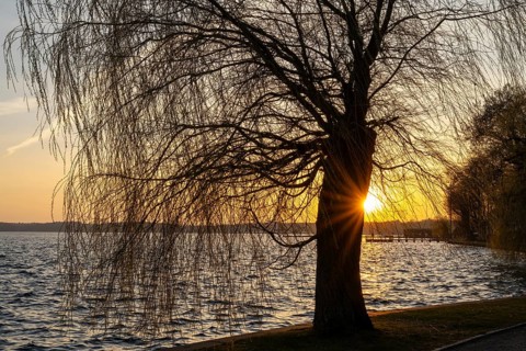 Sunset at the Müritz, willow tree with sun star, Waren, Müritz, Mecklenburg Lake District,
