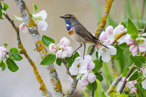 Bluethroat (Luscinia svecica cyanecula) ml Germany
