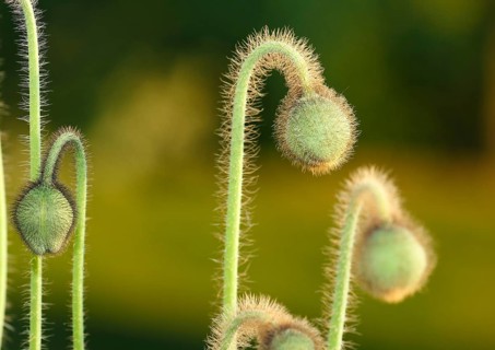 Iceland poppy (Papaver nudicaule), buds, in the evening light, North Rhine-Westphalia, Germany,