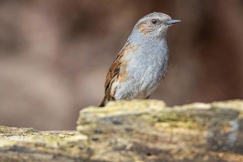 Dunnock (Prunella modularis) Germany