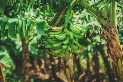 View of green plantains in a vegetable garden. Harvesting green plantains in a vegetable garden