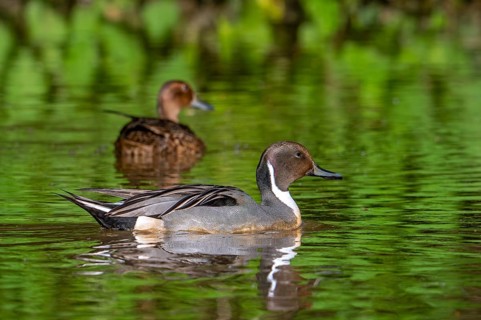 Northern pintail (Anas acuta) male and female swimming in pond in spring