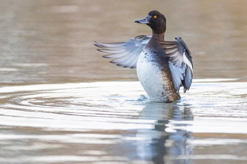 Tufted Duck (Aythya fuligula) wbl Germany