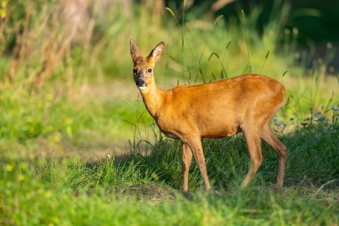 Roe deer (Capreolus capreolus) standing on a meadow, Hesse, Germany, Europe