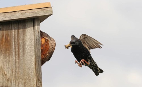 Starling (Sturnus vulgaris) flies to the nesting box in the garden with food in its beak, Allgäu,