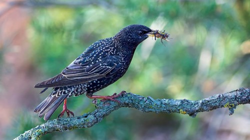 Starling (Sturnus vulgaris), also known as Common starling, with food for the young birds, insects