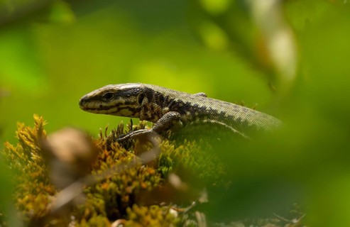 Wall lizard (Podarcis muralis), portrait, Lower Austria