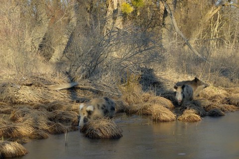Wild boar (Sus scrofa), crossbreed, domestic pig (Sus scrofa domesticus), riparian forest, ice,