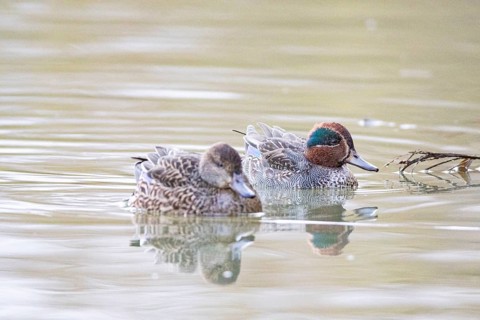 Teal (Anas crecca) Pair Germany