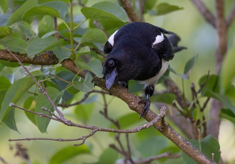 Magpie (Pica pica) sitting on a branch, Stuttgart, Baden-Württemberg, Germany, Europe