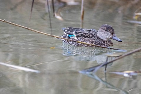 Teal (Anas crecca) wbl Germany