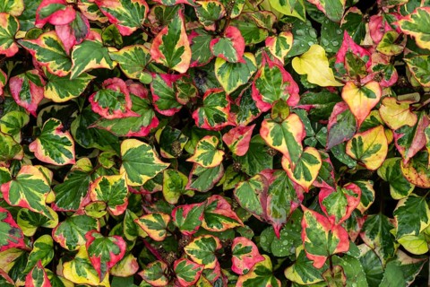 Houttuynia, chameleon plant, Houttuynia cordata, Inverewe Gardens, Poolewe, Loch Ewe, Highlands,