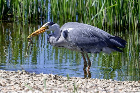 Grey heron (Ardea cinerea) adult in pond with caught marsh frog prey in beak in spring
