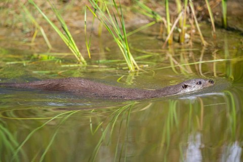 Eurasian otter (Lutra lutra) swimming in the water, Hesse, Germany, Europe