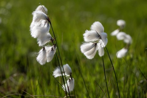 Common cottongrass (Eriophorum angustifolium), Emsland, Lower Saxony, Germany, Europe