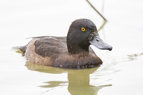 Tufted Duck (Aythya fuligula) wbl Germany
