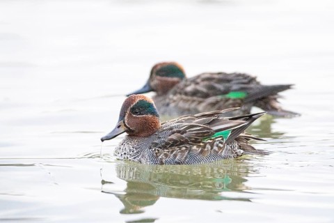 Teal (Anas crecca) ml Germany