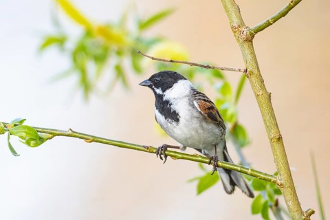 Reed bunting (Emberiza schoeniclus) ml Germany