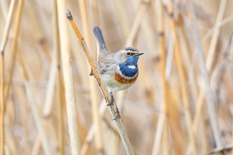 Bluethroat (Luscinia svecica cyanecula) ml Germany