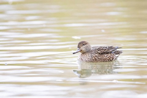 Teal (Anas crecca) wbl Germany