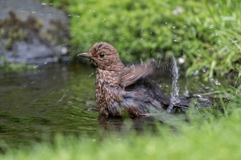 Blackbird (Turdus merula), bathing, Emsland, Lower Saxony, Germany, Europe