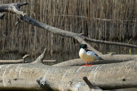 Goosander (Mergus merganser), sitting, tree trunk, Lower Austria