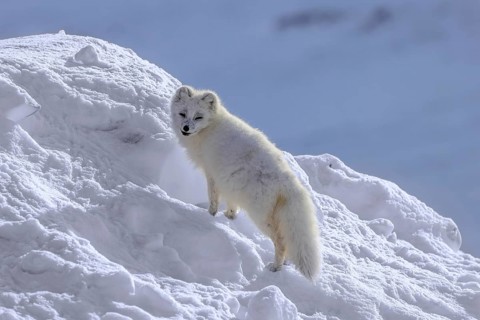 Arctic fox, white fox, polar fox (Vulpes lagopus) adult in thick winter coat hunting on snow
