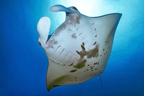 Underwater photo of giant ray manta ray (Manta birostris) plankton eater swimming through open sea,