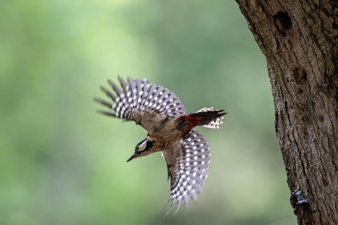 Great spotted woodpecker (Dendrocopos major), taking off, Emsland, Lower Saxony, Germany, Europe