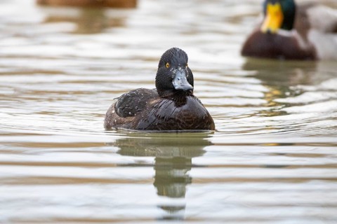 Tufted Duck (Aythya fuligula) wbl Germany