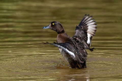 Tufted duck, tufted pochard (Aythya fuligula, Anas fuligula) adult female bathing and flapping
