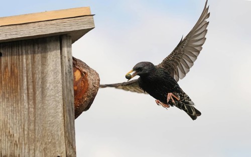 Starling (Sturnus vulgaris) flies to the nesting box in the garden with chokeberry (Aronia) in its