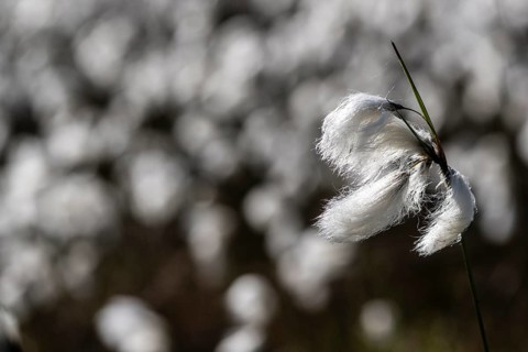 Common cottongrass (Eriophorum angustifolium) in the moor, Emsland, Lower Saxony, Germany, Europe