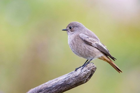 Black redstart (Phoenicurus ochruros) Germany