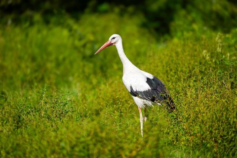 White stork (Ciconia ciconia) on a meadow, Hesse, Germany, Europe