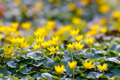 Lesser celandine (Ficaria verna), Germany, Europe