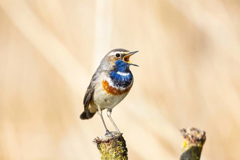 Bluethroat (Luscinia svecica cyanecula) ml Germany