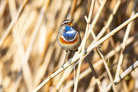Bluethroat (Luscinia svecica cyanecula) ml Germany
