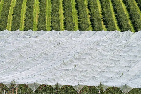 Apple orchard, fruit orchard, partly protected with hail netting, near moated castle on Lake