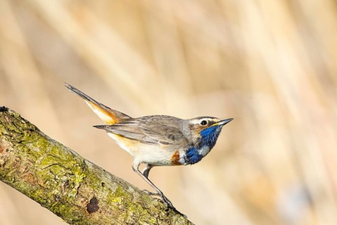 Bluethroat (Luscinia svecica cyanecula) ml Germany