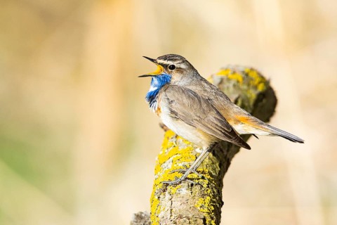 Bluethroat (Luscinia svecica cyanecula) ml Germany